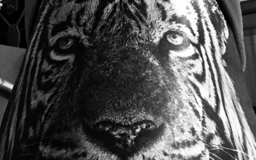 Tiger/Therapy